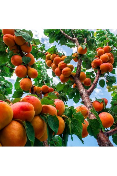 Абрикос Ерлі Ред Оранж ранній | Абрикос Эрли Ред Оранж ранний | Prunus armeniaca Early Red Orange